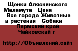 Щенки Аляскинского Маламута › Цена ­ 10 000 - Все города Животные и растения » Собаки   . Пермский край,Чайковский г.